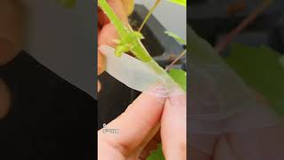 포도 녹지접 포도 접목  Grafting Grape Vine  How To Grafting Grape Vines [upl. by Narruc]