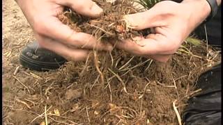 Wireworm Solar Bait Trap Sorting [upl. by Onileva]