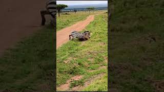 lion vs zebra maasai mara [upl. by Anurag]