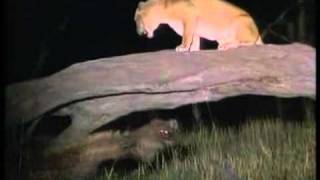 Hyena Kills Lion Rare amp Unseen [upl. by Bromleigh]