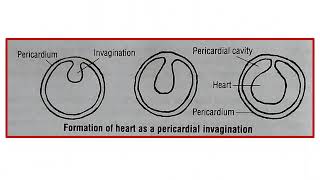 Subphylum Urochordata  Ascidia  Circulatory system [upl. by Yonina976]