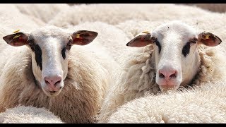 Sommesnous en train de devenir des moutons de Panurge  Ou le dictat du politiquement correcte [upl. by Killian]