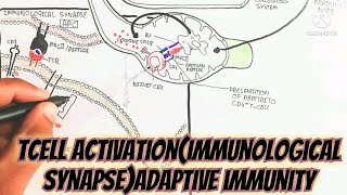 Tcell ActivationImmunological SynapseAdaptive Immunity umerfarooqbiology7083 [upl. by Naawaj]