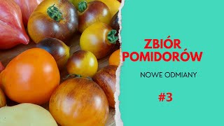 Zbiór Pomidorów Rose Quartz Multiflora 🍅 Pomidor BELLA [upl. by Vola]