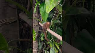 Tropical zoo monkey zoo animals [upl. by Ameerahs]