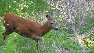 Labbaio del capriolo femmina di capriolo alla disperata ricerca del proprio cucciolo [upl. by Esten]