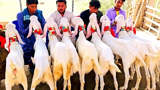 Bakra farm 2025  Bakra Mandi 2 lakh 80 hazar 🔥😻😱 Jumma offer rate bahut Mana [upl. by Assirralc]