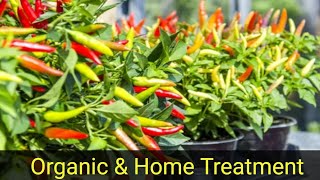 Pepper Plant Diseases  Organic And Home Treatment [upl. by Blum144]