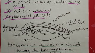 Phylum chordata full in hindi [upl. by Oilime]