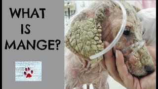 What is mange [upl. by Niddala]