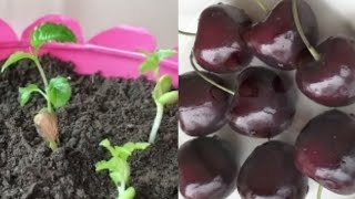 Easy Way To Grow Cherry Plant From Seed  Perfect Method Of Germinate Seeds In May [upl. by Arvid]