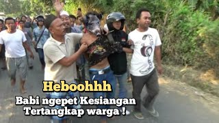 Detik detik Babi ngepet berubah jadi manusia tertangkap warga disiang hari [upl. by Ahsieket688]