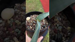 Welwitschia mirabilis 16 months seedling [upl. by Beaudoin]