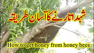 Method to get honey from honey bee  method to remove honey from honey bee comb [upl. by Eittah]