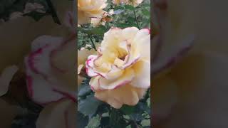 黄玫瑰 玫瑰花 花朵 自然 yellowrose flowers rose nature [upl. by Jahdol]