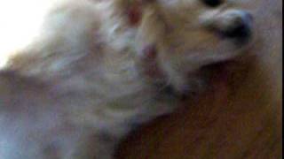 ChristyMy Dog having an Epileptic Seizure [upl. by Photima]