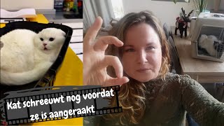 Kattengedragstherapeut reageert op kattenfilmpje 3  Angstige kat met geluiden bij dierenarts [upl. by Lledrev]