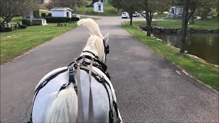 White Horse Drawn Hearse Driving Through Kensico Cemetery Valhalla NY Oct 10 2020 [upl. by Adiraf]