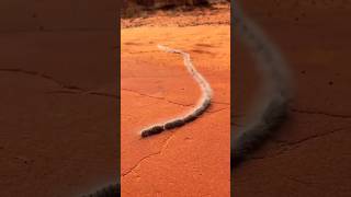 Pine Processionary Caterpillar [upl. by Ted]