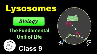 Lysosome  The Fundamental Unit of Life  11  for Class 9 in Hindi [upl. by Aicinat]