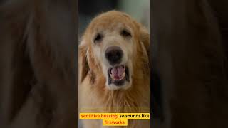 3 Things Your Dog Hates That You Didnt Know shorts shortsvideo viralshorts [upl. by Gilford354]