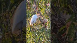 Comical Cattle egret [upl. by Kostman]