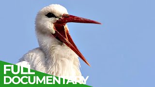 The Storks are Back  One Summerin Germany‘s Largest Stork Colony  Free Documentary Nature [upl. by Nino909]