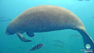 Homosassa Manatee Webcam Highlights  Under Water 1 [upl. by Gwyneth]