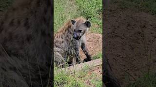 a hyena giving birth outside its nest [upl. by Okika]