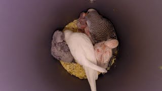 Parakeets chicks fed in nestcage  Parkieten jongen in nest gevoerd baby Budgie [upl. by Annawad]