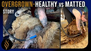 Matted Versus Healthy Sheep Shearing  Sheep 6 of 8 [upl. by Mairb]