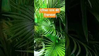 areca palm care🌴❤️plantcare arecapalm gardeningtips ytshorts indoorplants [upl. by Meekyh]