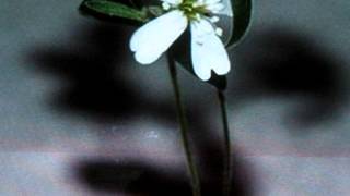 Silene stenophylla russian scientists 30000 YR OLD PLANT GROWN FROM FROZEN SEEDS SCIENCE NEWS [upl. by Hakim]