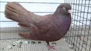 Orientalischer Roller rot Expo de Pigeons Kembs 2016 [upl. by Cline]