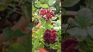 English Red Rose  Tiger Rose rose rosé flowers redrose garden blossom blackrose [upl. by Ellehsat]