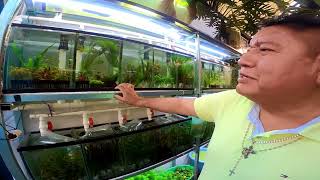 Acuario en el Mercado de Plantas de Cuemanco Ciudad de México Abril 2024 [upl. by Jew702]