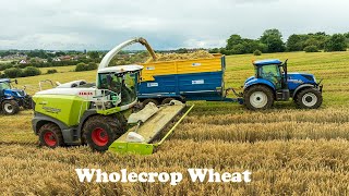 McConaghy Contracts  Claas Jaguar 970  Wholecrop Wheat Harvest [upl. by Magda]