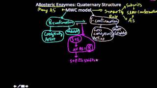 MWC model of enzymes TR equillibira [upl. by Korry]