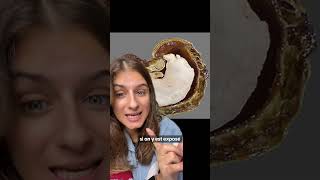 Pourquoi la noix de cajou n’estelle pas vendue avec sa coquille  🥜 youtubecreatorcommunity [upl. by Niar]