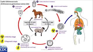 Echinococcus granulosus life cycle [upl. by Aniret]