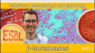 ESBLs and Carbapenemases Part 1  Veterinary Bacteriology and Mycology [upl. by Aeslehs]