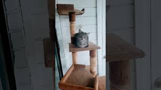 Cat enjoying comfort of Catio patio during autumn rain cat [upl. by Latsyrhk]