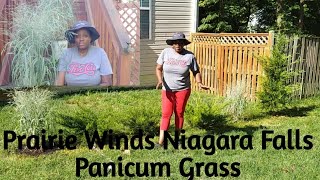 Planting Two Prairie Winds Niagara Falls Panicum Virgatum Grasses🌿 Blissbotanicalgarden 🌿 [upl. by Luebke]