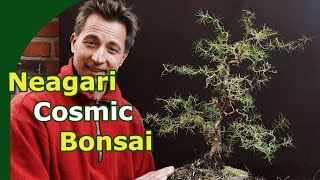 Cosmic Neagari Larch Bonsai 2 Year Development [upl. by Penland]