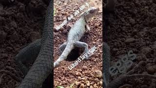 how lizard lay eggs in the groundlizard ytshortsvideo yt shorts shortvideo [upl. by Naira]