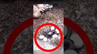 Man rescued swan eggs from snake🥹❤️ short animalrescue [upl. by Rosemare]