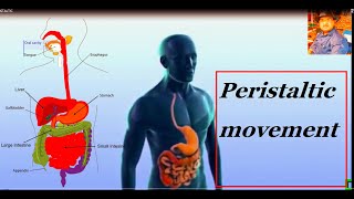 PERISTALTIC MOVEMENT IN Human Digestive System 10th CLASS BIOLOGY [upl. by Ahtael725]