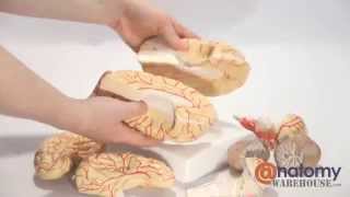 Axis Scientific 8Part Deluxe Human Brain with Arteries by AnatomyWarehousecom [upl. by Nahej553]