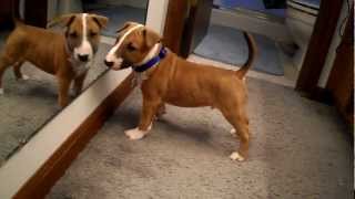 English Bull Terrier Puppy Discovers Reflection [upl. by Graeme]