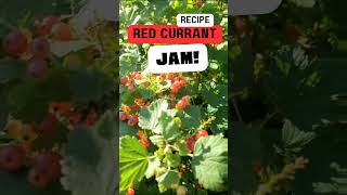 Red Currant Jam Recipe [upl. by Deerc]